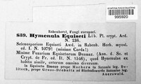 Hymenula equiseti image
